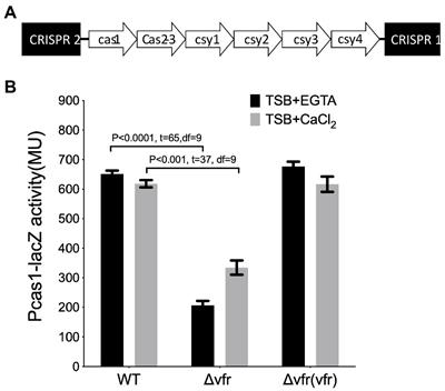 The virulence factor regulator and quorum sensing regulate the type I-F CRISPR-Cas mediated horizontal gene transfer in Pseudomonas aeruginosa